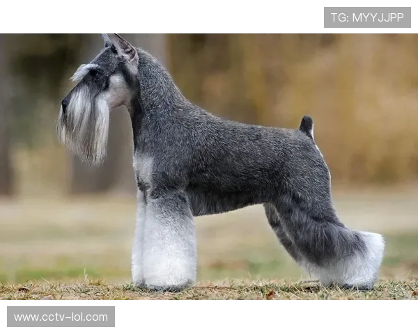 奥兰多城创新公益举措 球员收养救援犬引发社交媒体热议 奥兰多城创新公益举措 球员收养救援犬引发社交媒体热议